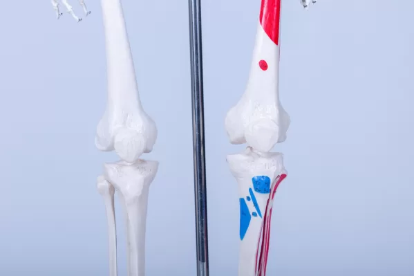 Skelet Advanced - levensgroot met spieraanduidingen - Afbeelding 4