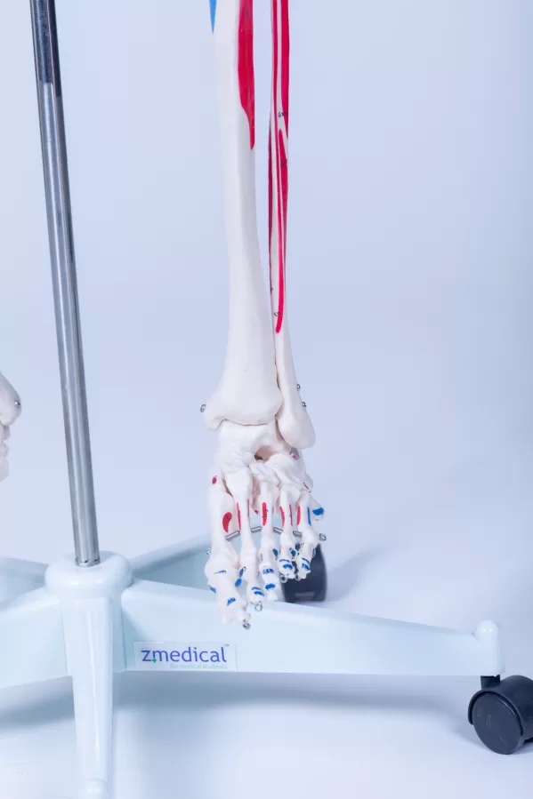 Skelet Advanced - levensgroot met spieraanduidingen - Afbeelding 5