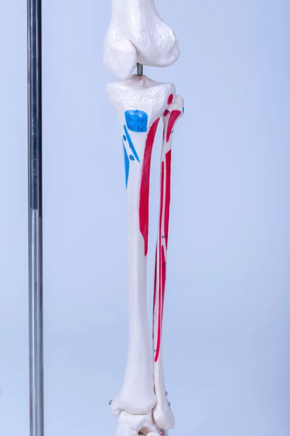 Skelet Advanced - levensgroot met spieraanduidingen - Afbeelding 7