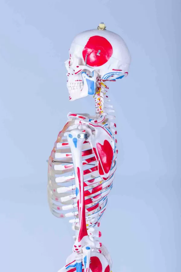 Skelet Advanced - levensgroot met spieraanduidingen - Afbeelding 6