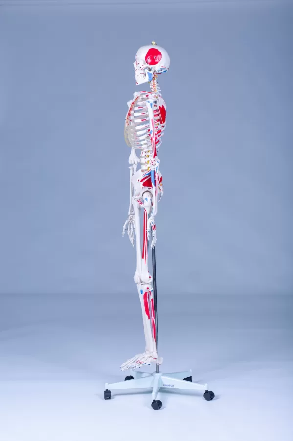 Skelet Advanced - levensgroot met spieraanduidingen - Afbeelding 11