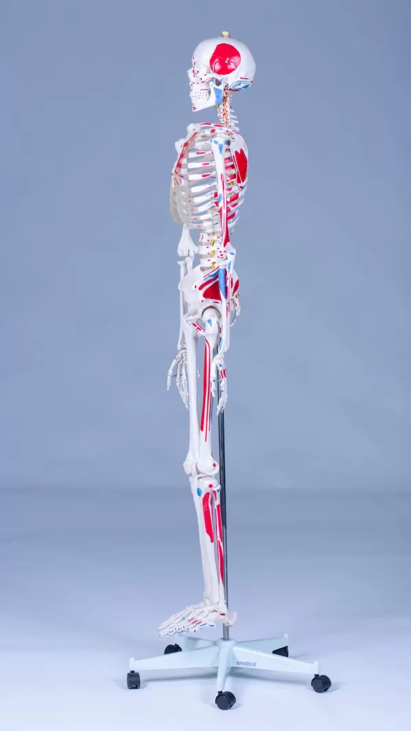 Skelet Advanced - levensgroot met spieraanduidingen - Afbeelding 17