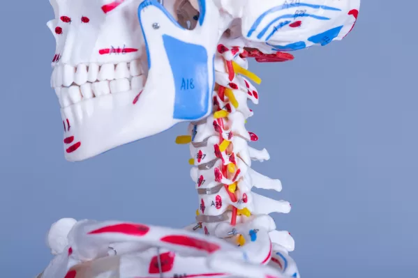 Skelet Advanced - levensgroot met spieraanduidingen - Afbeelding 3