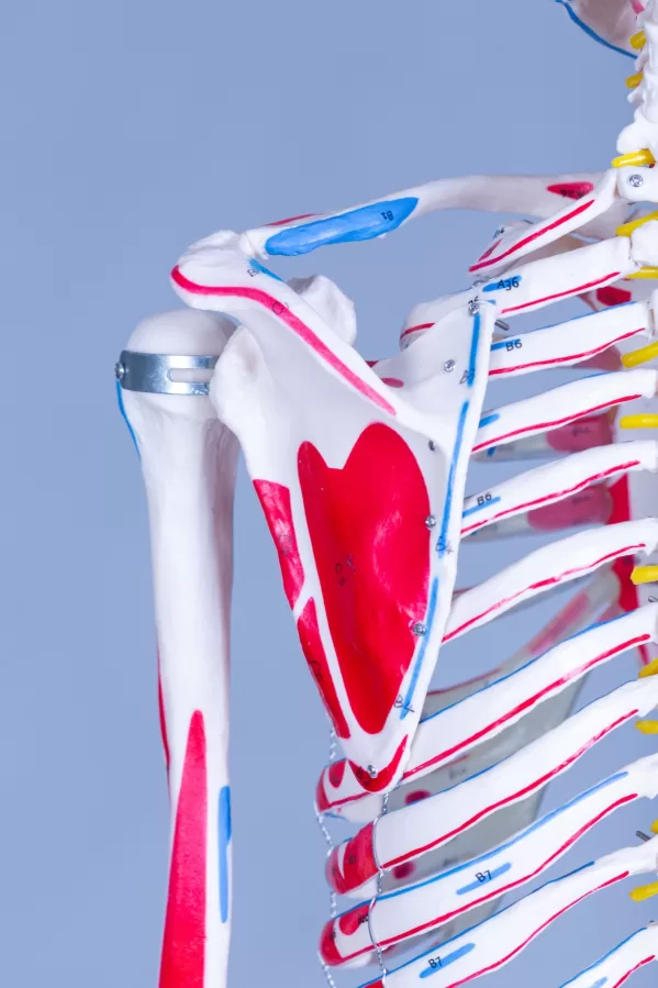 Skelet Advanced - levensgroot met spieraanduidingen - Afbeelding 14