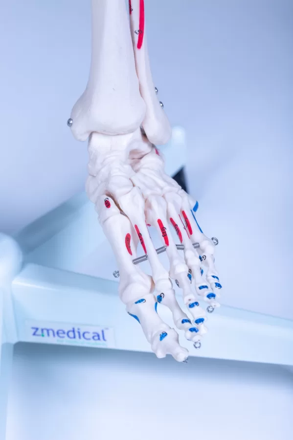 Skelet Advanced - levensgroot met spieraanduidingen - Afbeelding 16